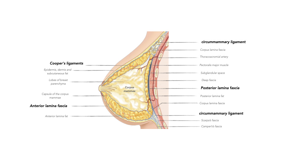 Breast Preservation Surgery Overview slide | Beverly Hills Plastic Surgery