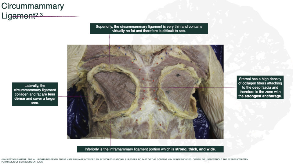 Breast Preservation Surgery Overview slide | Beverly Hills Plastic Surgery